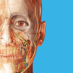 human-anatomy-atlas-2023-mod-apk-150x150.png