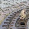 sewer-rat